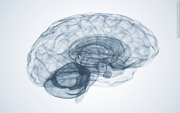 Brain Explorer